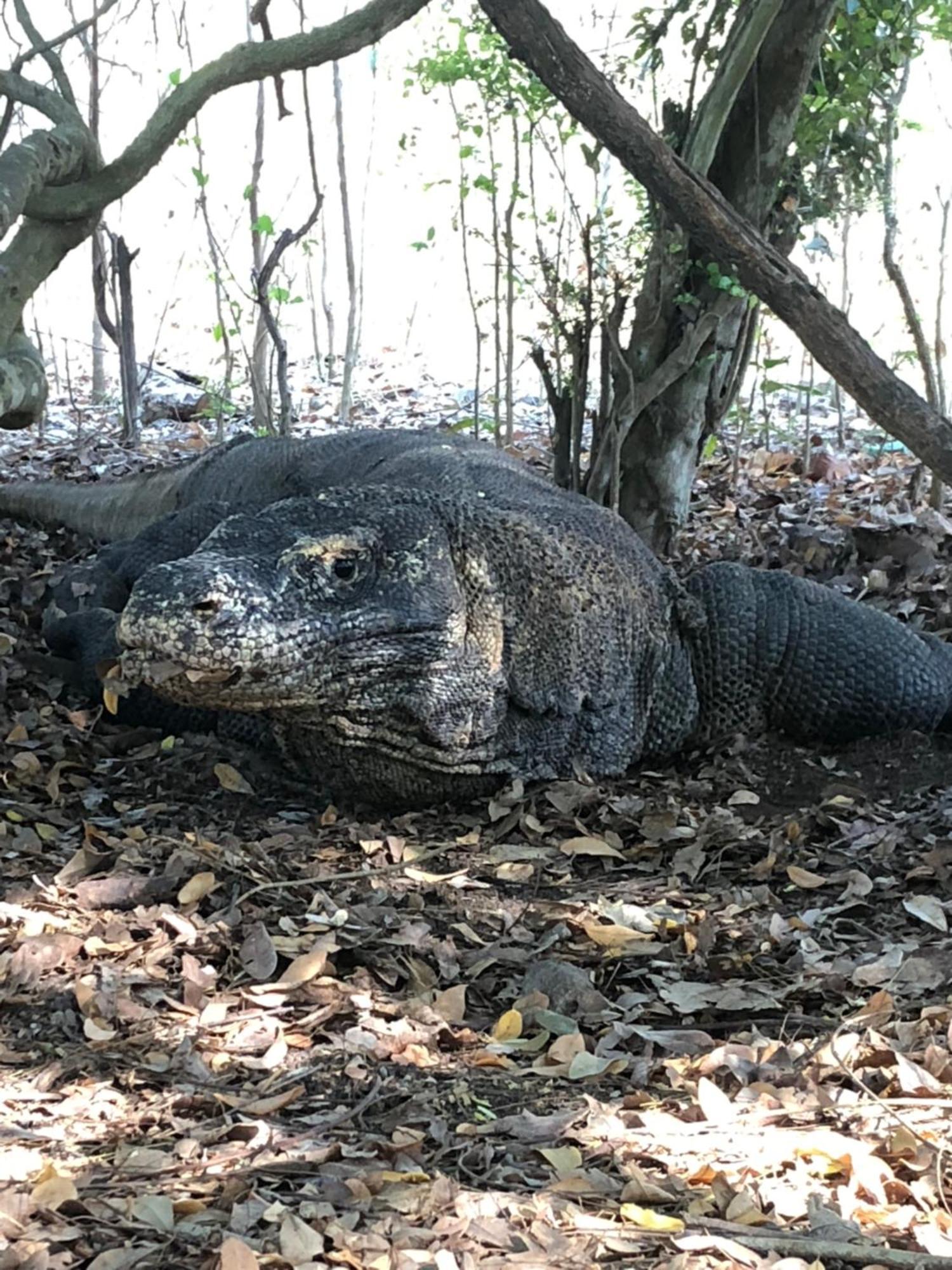 Dua Putri Komodo Homestay Exteriör bild