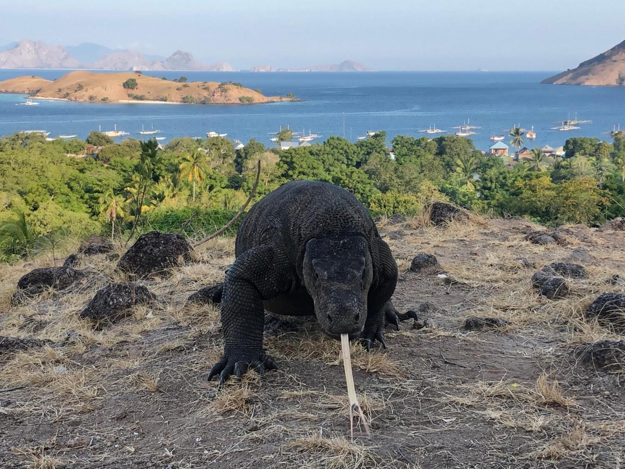 Dua Putri Komodo Homestay Exteriör bild